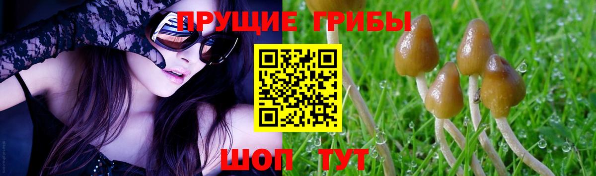 Камень-на-Оби  Галлюциногенные грибы ЛСД  Вход с VPN 
